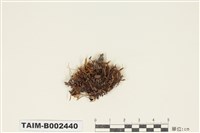 藏品(絲瓜苔屬)的圖片